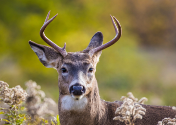 A Beginners Guide For Hunting Deer.
