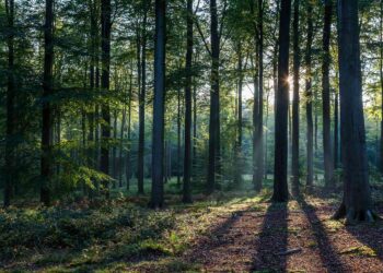Tips-For-Staying-Alive-In-The-Woods-survivordaily